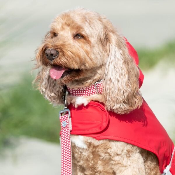 HUGO & HUDSON Nylon Dog Collar with Quick Release Safety Buckle, Red Star, M - Image 2
