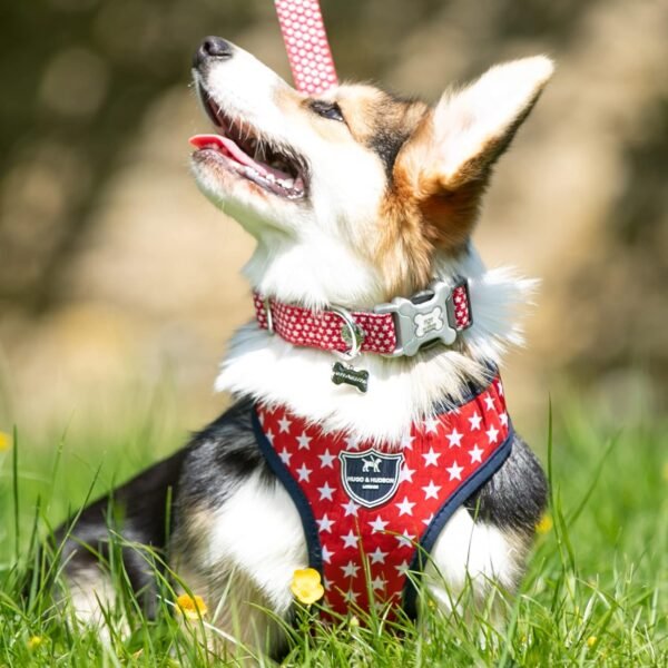 HUGO & HUDSON Nylon Dog Collar with Quick Release Safety Buckle, Red Star, M - Image 3